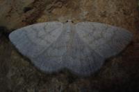 Cabera exanthemata