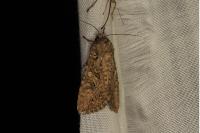 Anarta trifolii