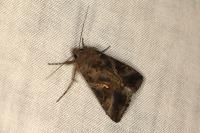 Autographa gamma