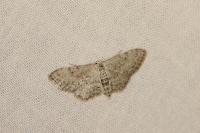 Idaea incisaria albarracina