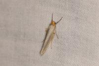 Eilema caniola
