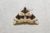 Cosmorhoe ocellata