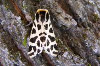Cymbalophora pudica