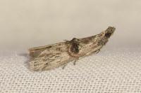 Nephopterix angustella