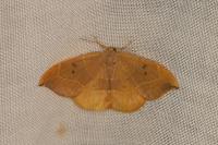 Watsonalla binaria