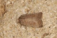 Hoplodrina