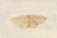 Idaea eugeniata