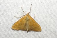 Sitochroa verticalis
