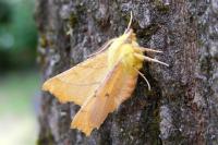 Ennomos alniaria