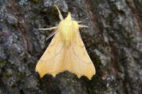 Ennomos alniaria