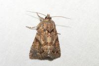 Thalpophila matura