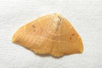 Watsonalla binaria
