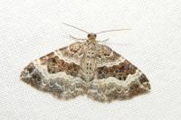 Epirrhoe alternata
