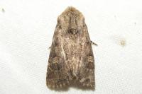 Luperina testacea