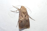 Agrotis exclamationis exclamationis