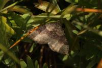 Xanthorhoe decoloraria