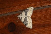 Entephria cyanata cyanata