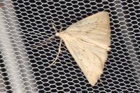 Macrochilo cribrumalis