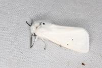Spilosoma urticae