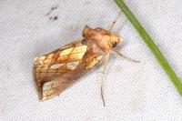 Plusia festucae