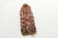 Lycophotia porphyrea
