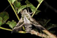 Proserpinus proserpina