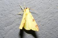 Opisthograptis luteolata
