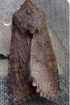 Aporophyla lueneburgensis