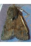 Aporophyla lueneburgensis