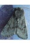 Aporophyla lueneburgensis