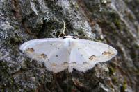 Scopula ornata