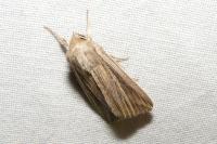 Mythimna riparia