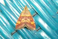 Pyrausta aurata
