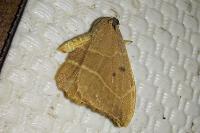 Watsonalla binaria