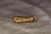 Nyctegretis lineana