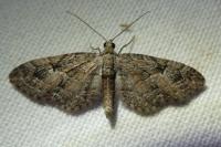 Eupithecia pusillata