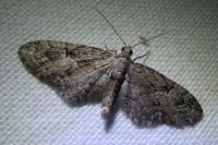 Eupithecia pusillata