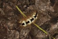 Acronicta euphorbiae