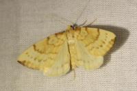 Gandaritis pyraliata