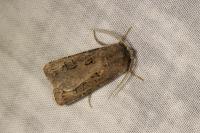 Agrotis bigramma