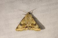 Heliothis viriplaca