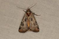 Epilecta linogrisea