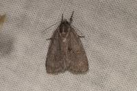 Bryonycta pineti