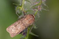 Agrotis segetum