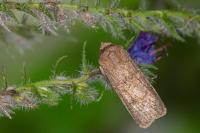 Agrotis segetum