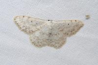 Scopula marginepunctata