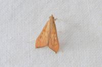 Antigastra catalaunalis