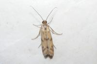 Homoeosoma sinuella