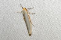 Eilema caniola