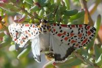 Utetheisa pulchella